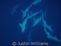Plenty of Hammerheads at Jackson Reef, Tiran Island, Egypt by Justin Williams 